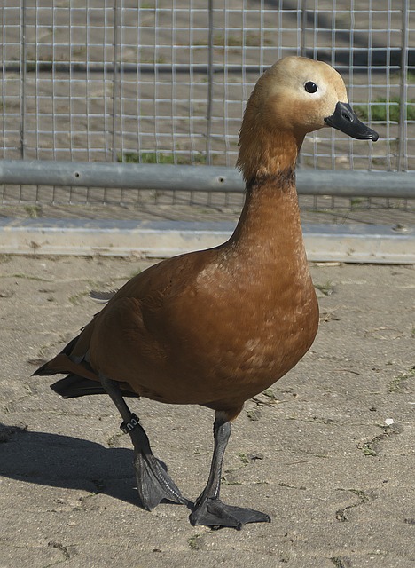 Paolo